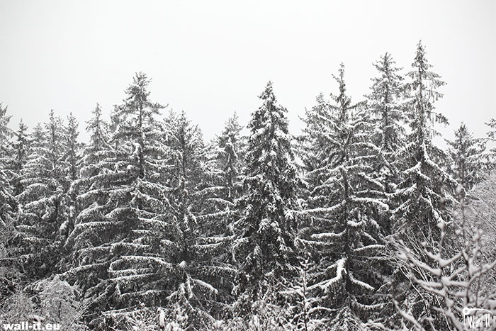 zima las drzewa