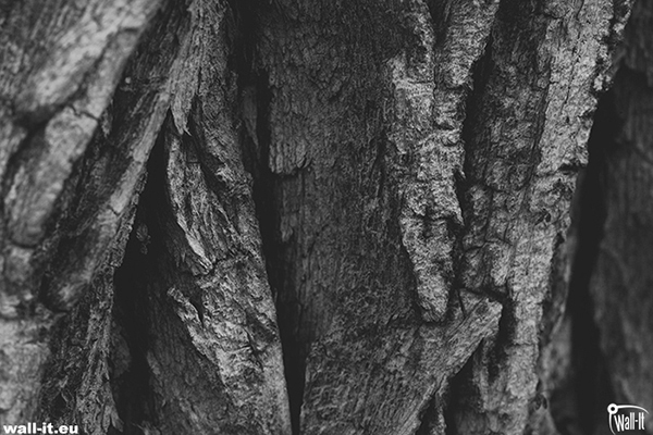WA05bw skora drzewa w szarosciach